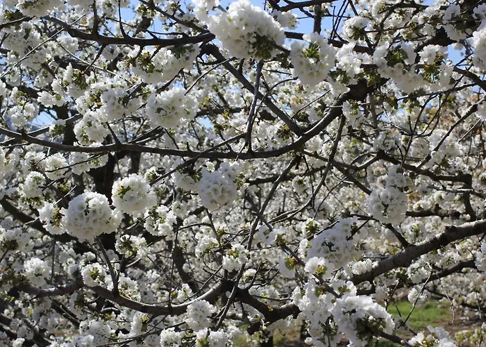 Principe Da Beira 4* Donas