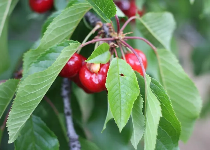 Principe Da Beira Donas
